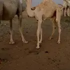 قعود خمس شهور سمين وطيب الموقع