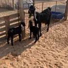 عنز معها اثنين