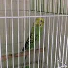 طير حب للبيع