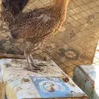 للبيع دجاج بلدي بياض وحده تحضن