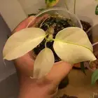 مونستيرا البو فل فرقيتد monstera albo full variegated