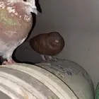 حمام للبيع بياض مشكل