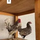 ديك ودجاجه سبرايت شبابي