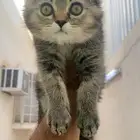 سكوتش استريت كيتن