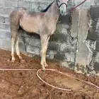 مهر شعبي