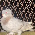 زوجين حمام فاخر