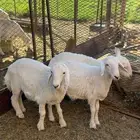 بهم 5 اشهر سمان