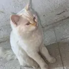 قط شيرازي للبيع