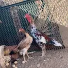 دجاج باكستاني للبيع