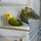 طيور روز اناثي