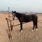 فرس