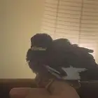 طائر المينى اليف جدا غر