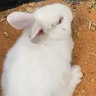 السلام عليكم ورحمة الله وبركاته بيع أرانب