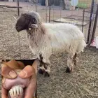 للبيع فحل او نعيمي والد