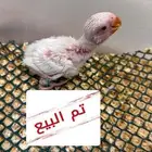 فرخ روز البينو صافي ( عيون حمراء )