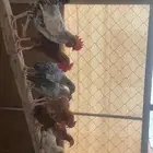 ديك