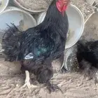 سلام عليكم