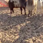 3 خرفان نعيم