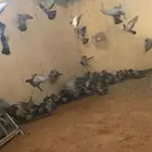حمام اسودي شرط نضيف