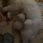 قطط للبيع