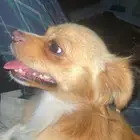 كلب شيواوا للبيع 2000