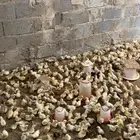 صوص دجاج بلدي فواتح