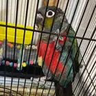 كنيور كريمسون