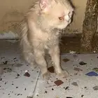 حي المرسلات لي تبني في شارع