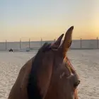 مهر للبيع