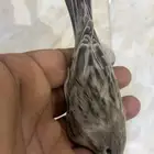 للبيع دكر كناري فاتح تغريد