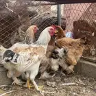 دجاج براهمة كفوا