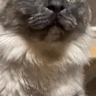 قطو مفقود اللي شافه يكلمنيي
