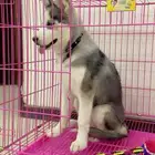 هاسكي مالموت لي تبني