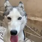 هسكي سيبيري