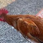 دجاج