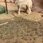 مشروع فخل اصفر ابرص