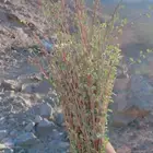 بشام جبلي اخضر ينشرب مع الشاهي دوا لزكام والعضام