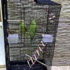 زوج درة هندي شباب