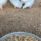 حمام فرنسي