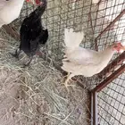 دجاج مشروطه شرط من الأمراض ما شاء الله