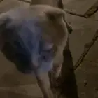 قط سكوتش