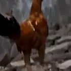 دجاج بلدي