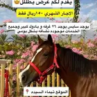 خيل حصان فرس للبيع تيماء