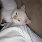 قط هملايا ذكر العمر. سنه للبيع
