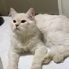 قطط للبيع
