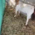 تيس عماني