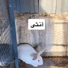 ارنب شنشلى عملق