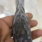 للبيع دكركناري جاسب كرست منتج