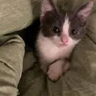 بساس صغيره تبني ( راحت )