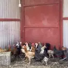دجاج صيصان بلدي